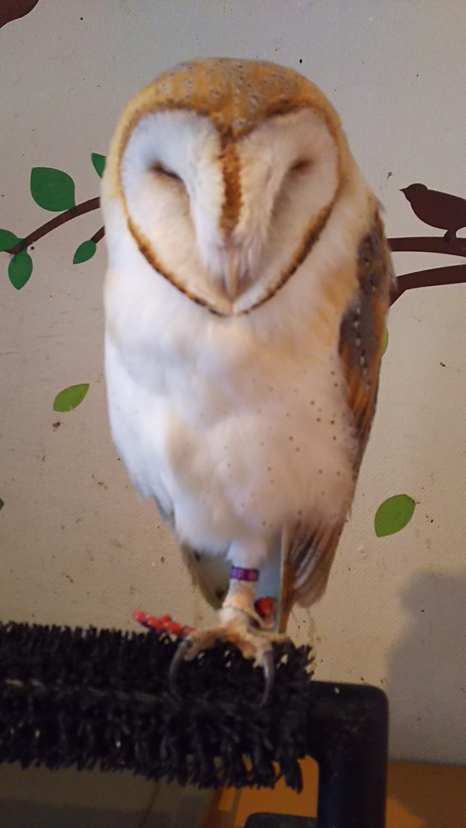 f:id:slrokuman:20190428233433j:plain