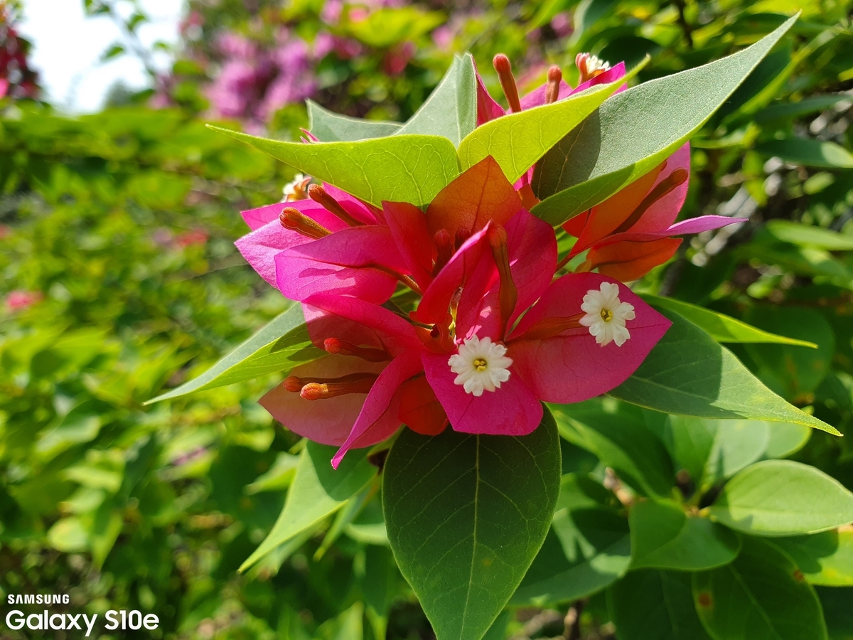 f:id:smacrasher:20190922112604j:plain