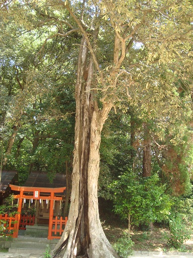 f:id:small-eco:20130531151438j:image:w360