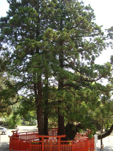 f:id:small-eco:20130531151439j:image:w360