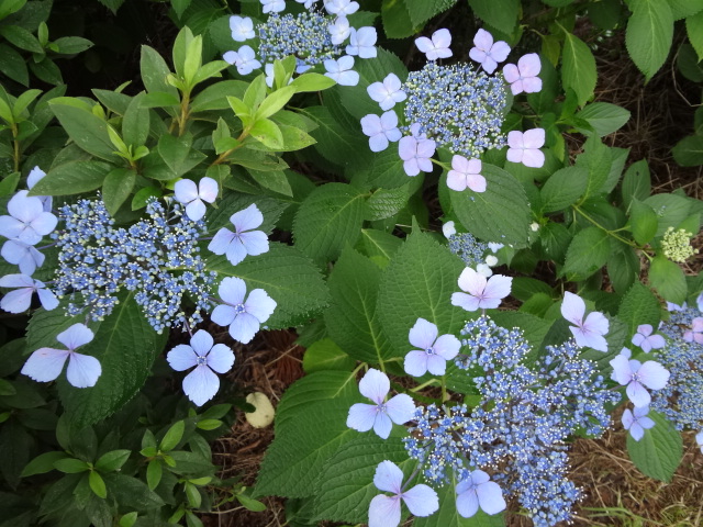 f:id:small-eco:20130708220752j:image:w360