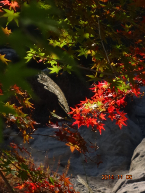 f:id:small-eco:20141106225417j:image:w360