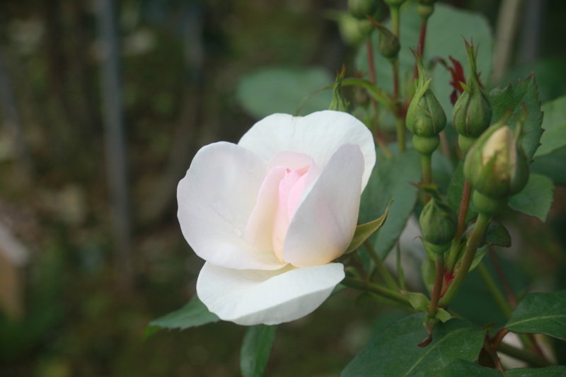 f:id:small-eco:20150511134718j:image:w360 f:id:small-eco:20150511134718j:image:w360