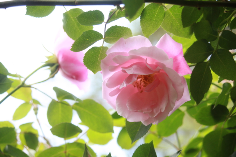 f:id:small-eco:20150511134852j:image:w360 f:id:small-eco:20150511134852j:image:w360