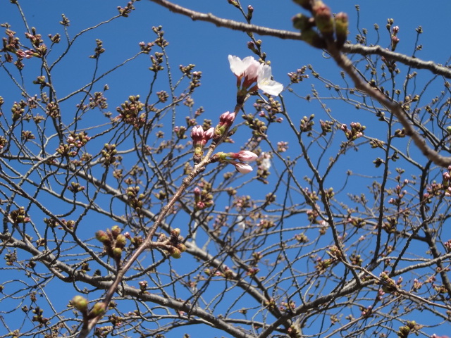 f:id:small-eco:20200328125119j:plain