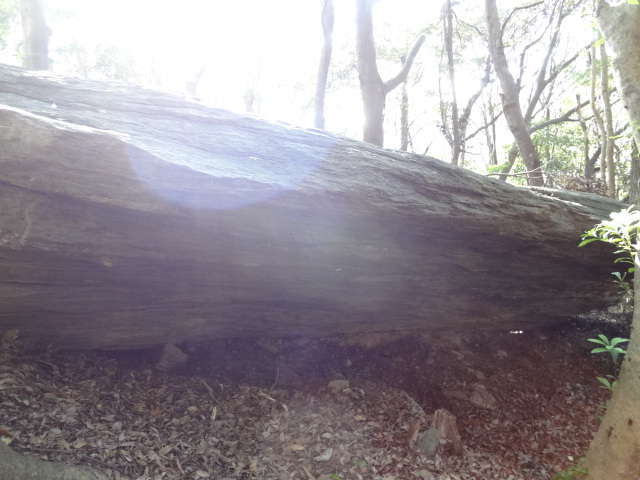 f:id:small-eco:20201124171208j:plain