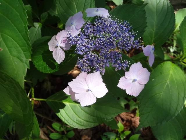 f:id:small-eco:20210606145208j:plain