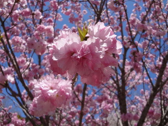 f:id:small-eco:20220406141240j:plain