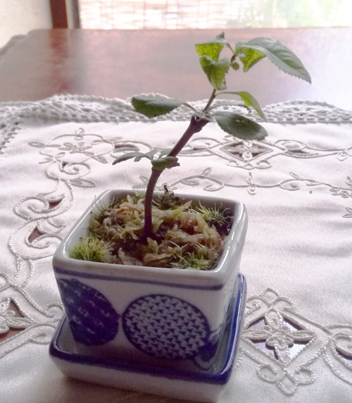 挿し木のウメ（梅）を鉢上げしました - 小さな植木 ～small plant～