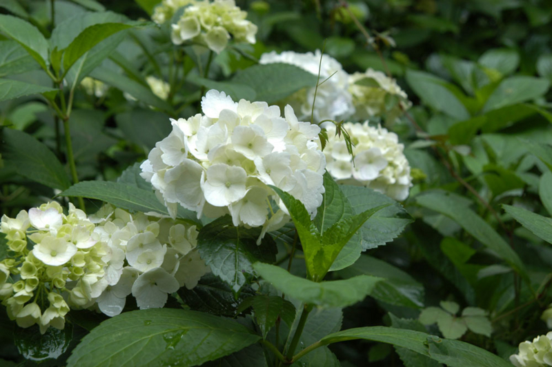 f:id:small_editor:20110611235355j:image:w640 f:id:small_editor:20110611235355j:image:w640