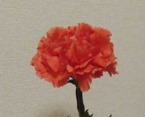 f:id:small_editor:20140316235126j:image