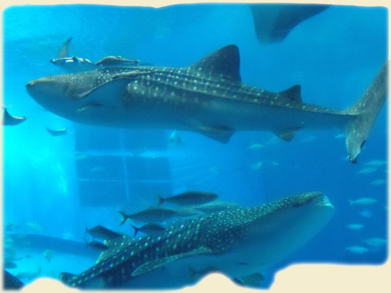 f:id:small_editor:20150215233845j:image