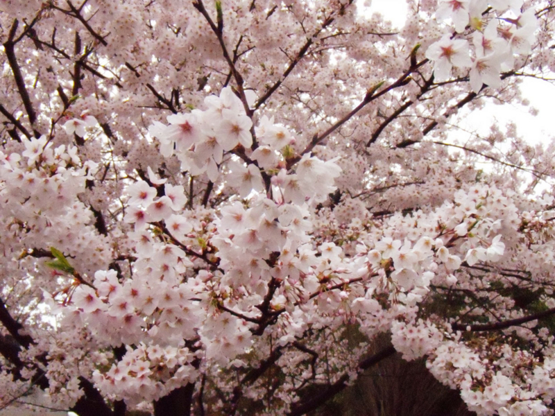 f:id:small_editor:20150413222145j:image
