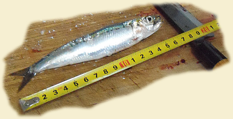 f:id:small_editor:20160807204109j:image f:id:small_editor:20160807204109j:image