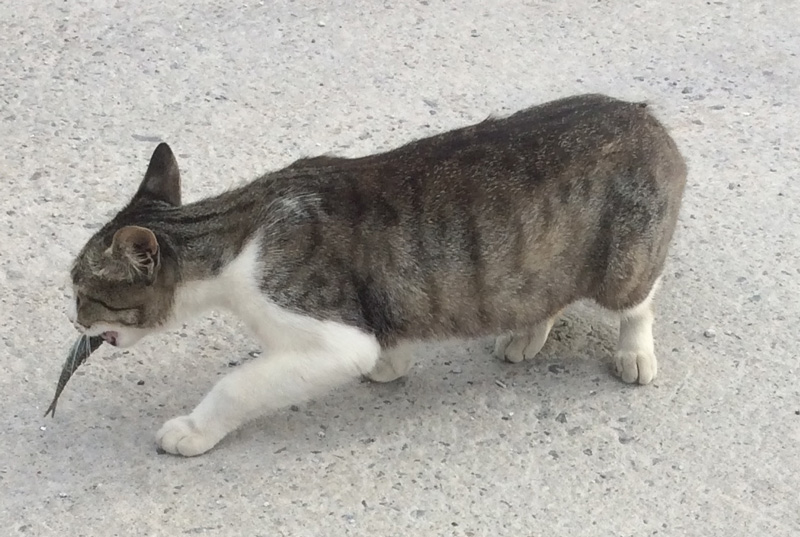 f:id:small_editor:20170702000552j:image