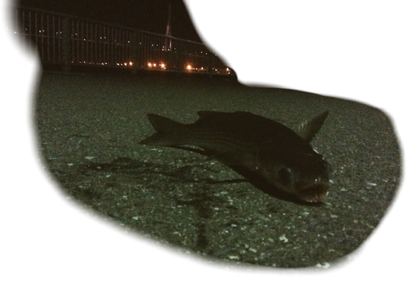 f:id:small_editor:20170925182912p:image:w640