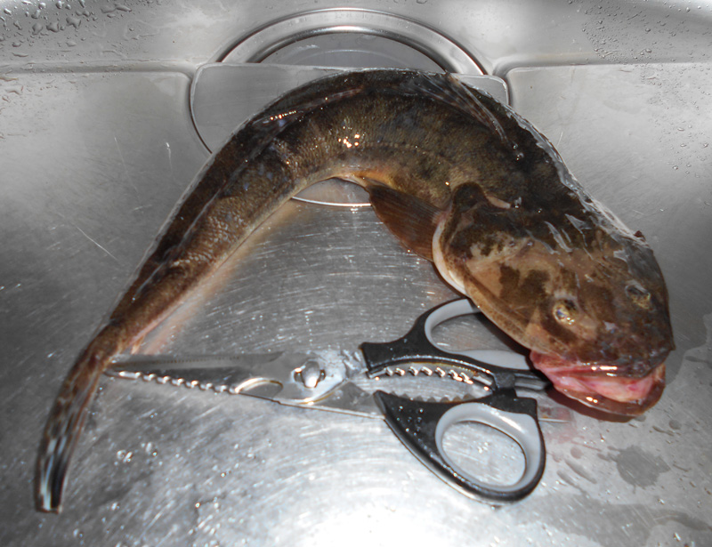 f:id:small_editor:20171230233121j:image