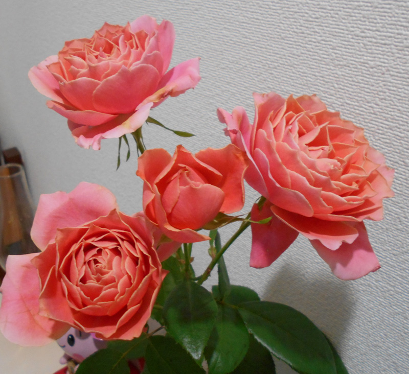 f:id:small_editor:20180317220220j:image