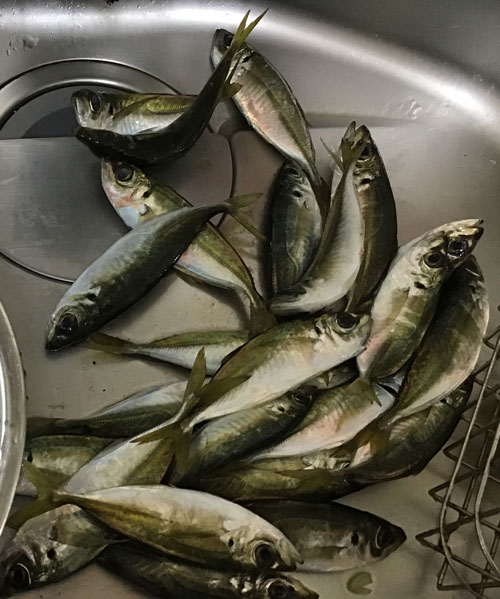 f:id:small_editor:20190115232749j:image