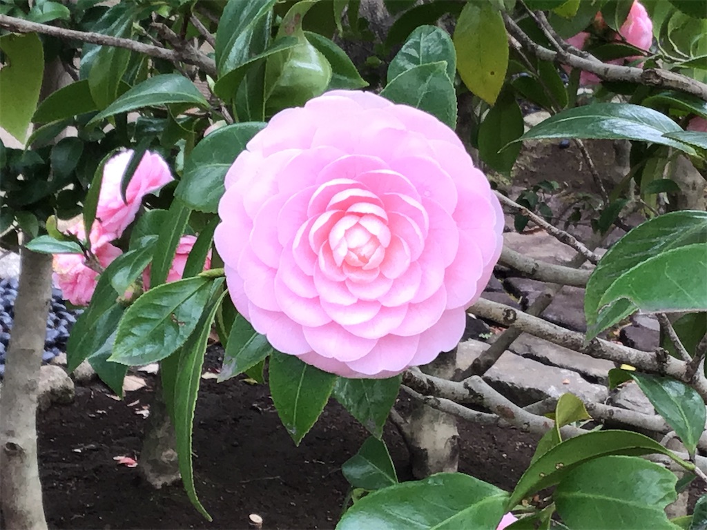 f:id:small_editor:20210306173152j:image f:id:small_editor:20210306173152j:image