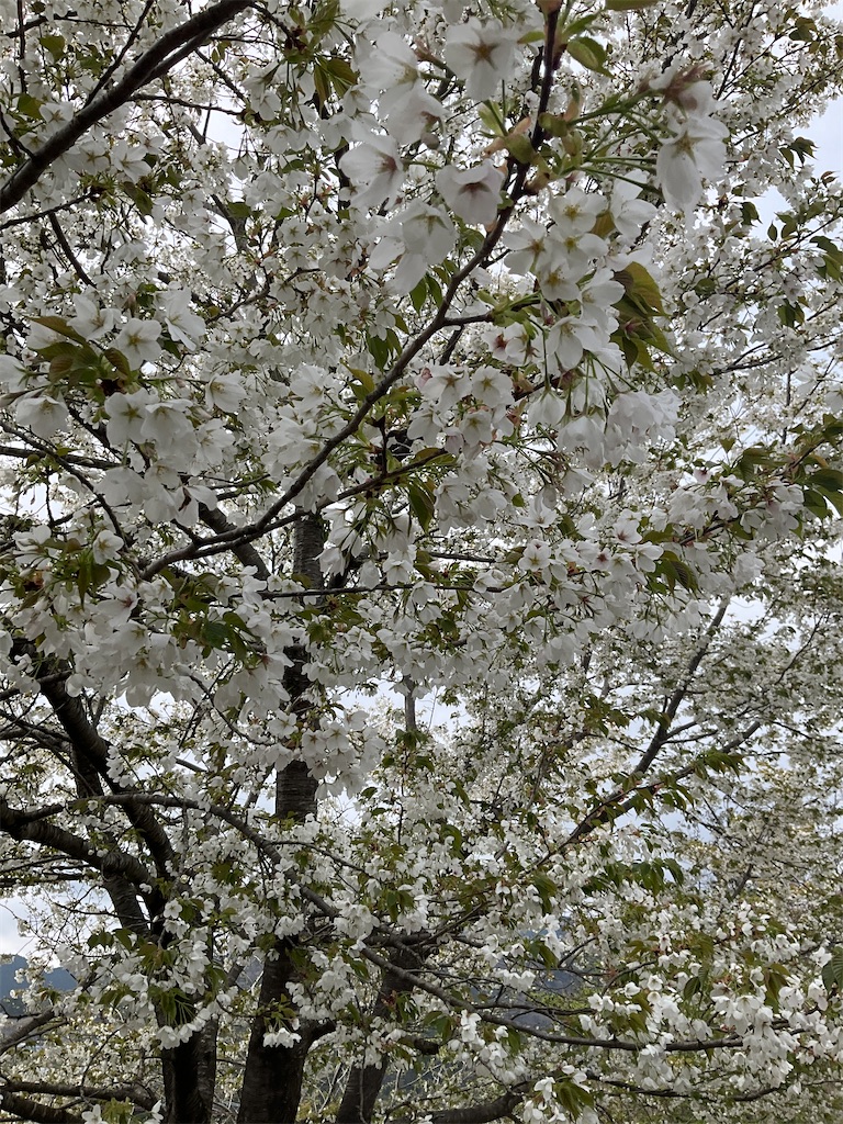 f:id:small_editor:20240408080401j:image