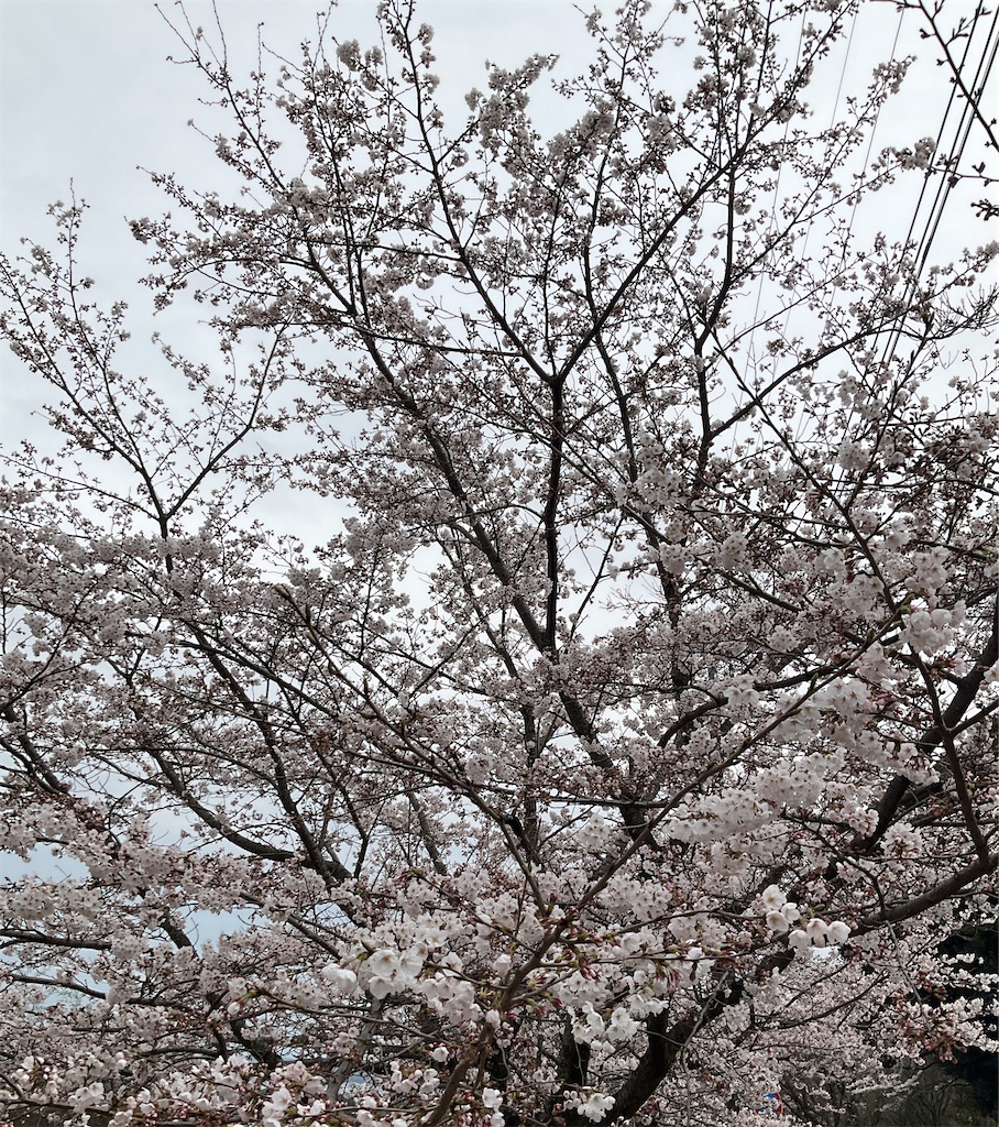 f:id:small_editor:20240408080521j:image