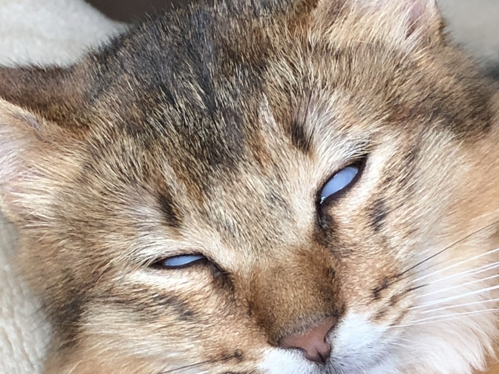 f:id:smallfieldphilo:20171220132013j:plain f:id:smallfieldphilo:20171220132013j:plain