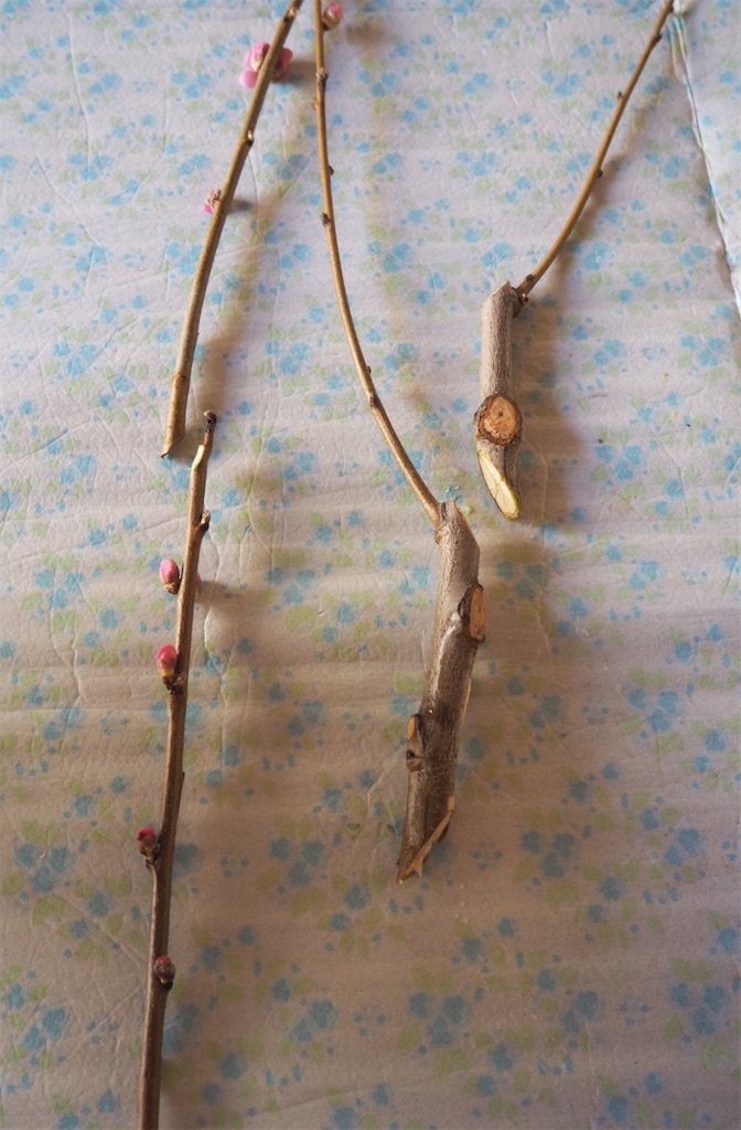 f:id:smallforest8:20200229093858j:image