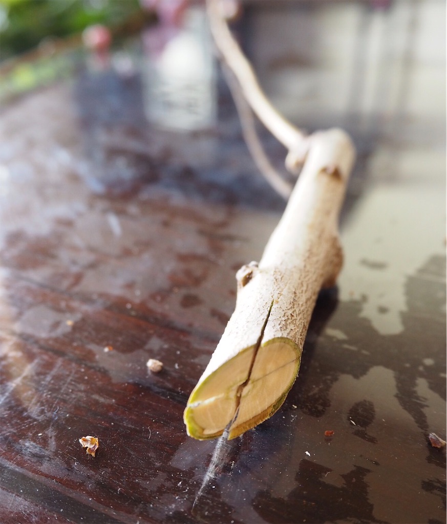 f:id:smallforest8:20200229120433j:image