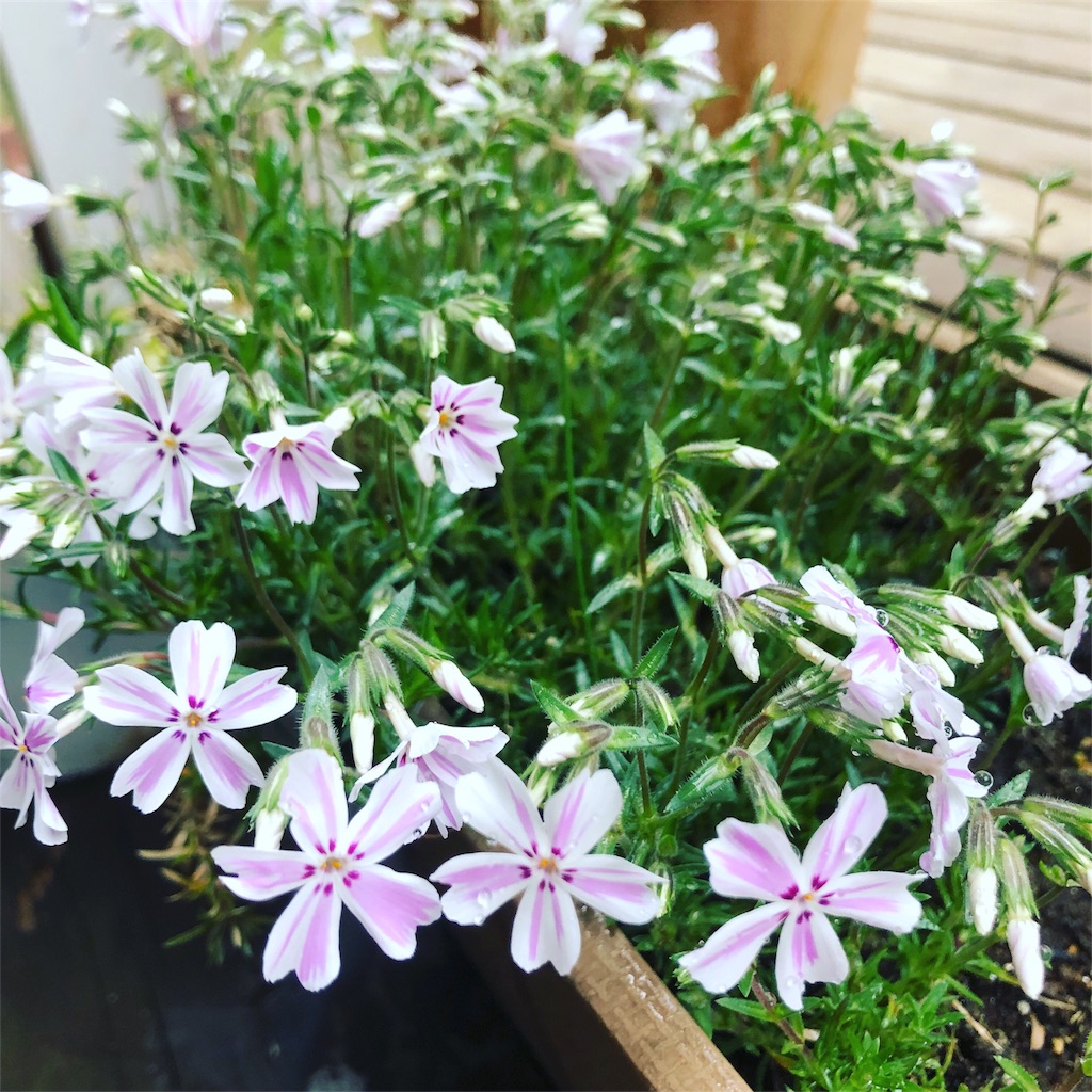 f:id:smallpalace:20190513015455j:image