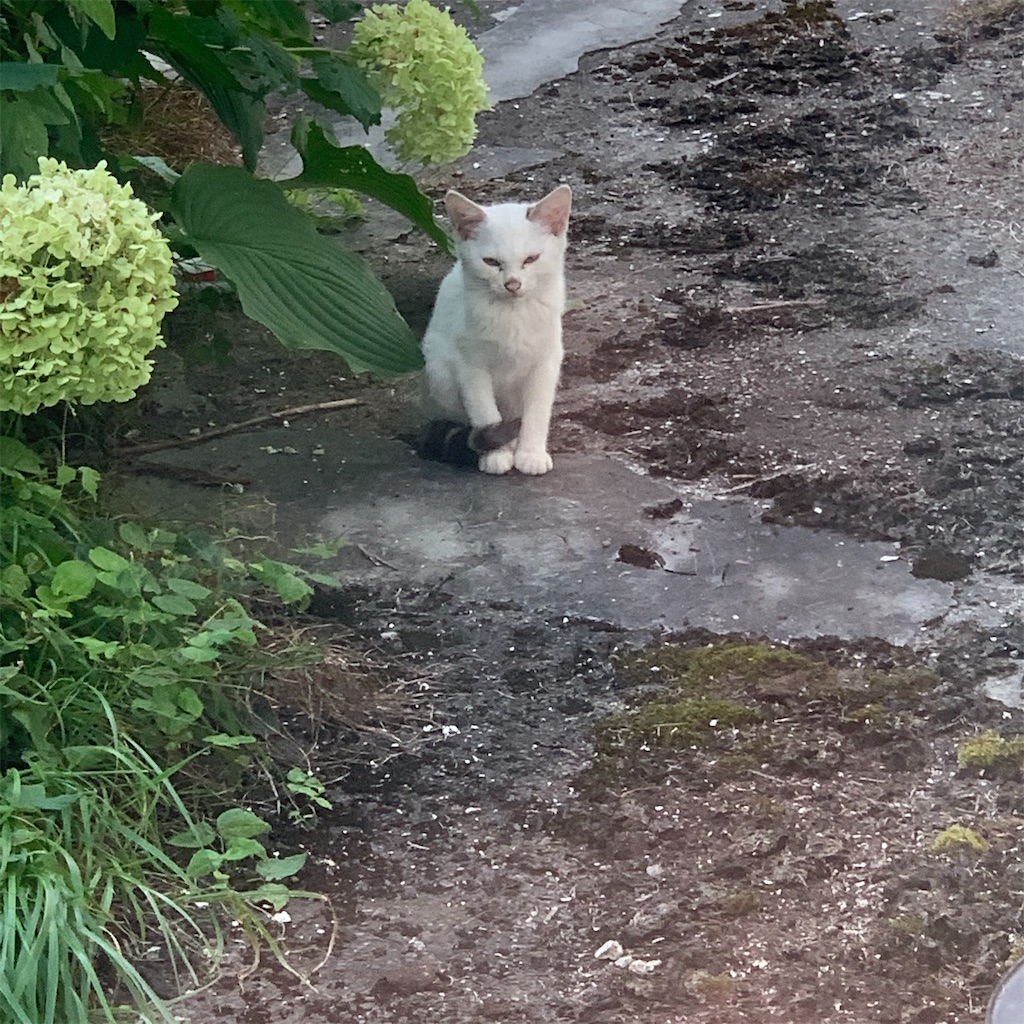 f:id:smallpalace:20200821214729j:plain