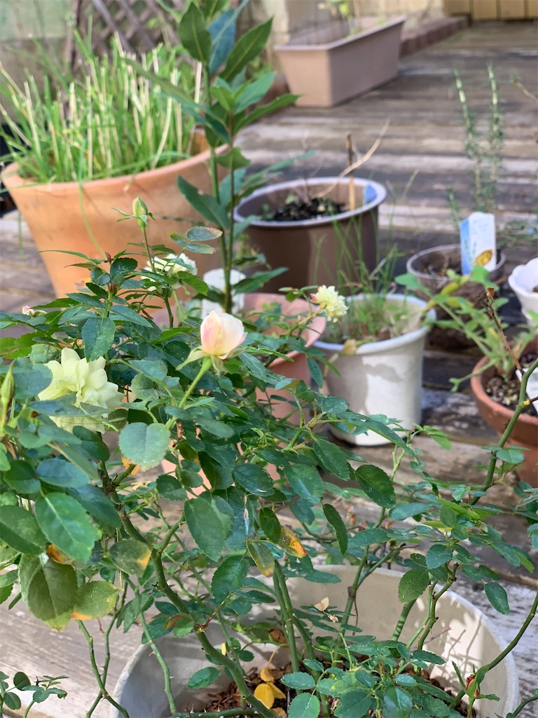 f:id:smallpalace:20211103114143j:plain