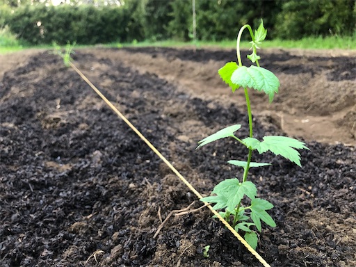 f:id:smallpine-craft:20201116154505j:image