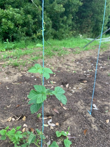 f:id:smallpine-craft:20201203104644j:image