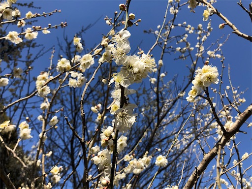 f:id:smallpine-craft:20210223123004j:image