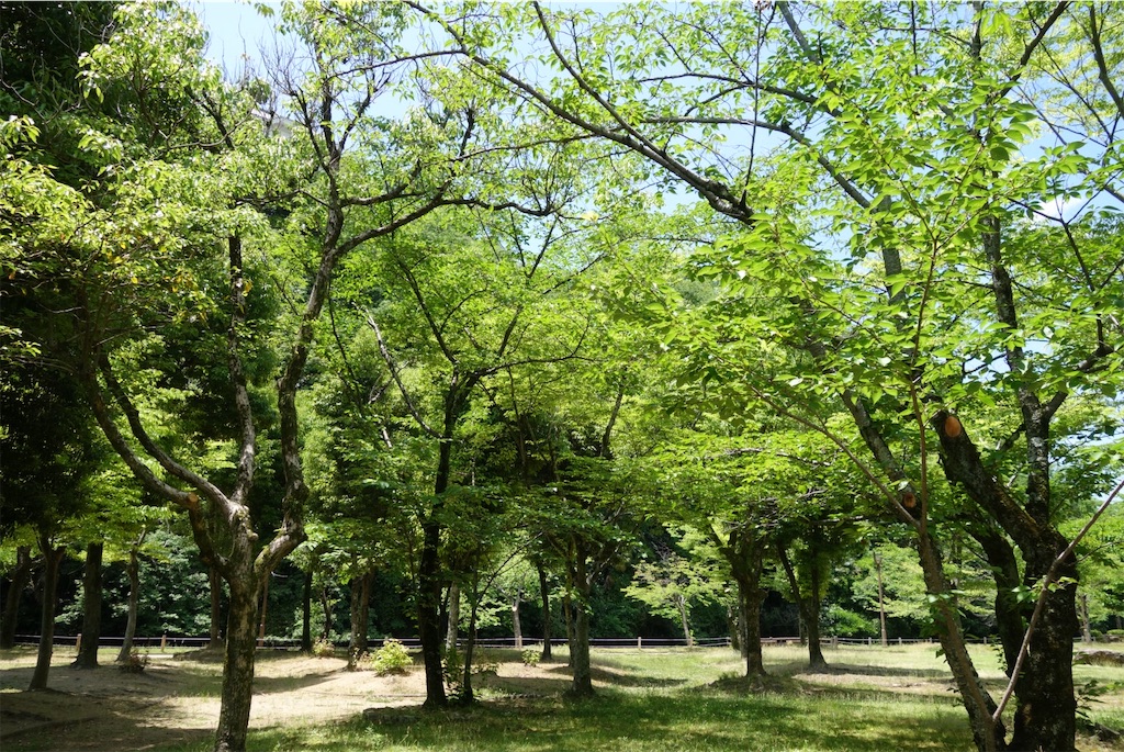 f:id:smallshade:20190618051315j:image f:id:smallshade:20190618051315j:image