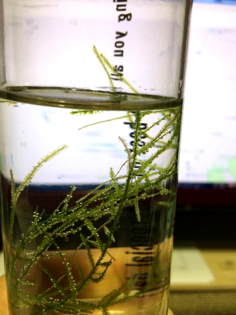 f:id:smaltblue160:20180123193518j:plain