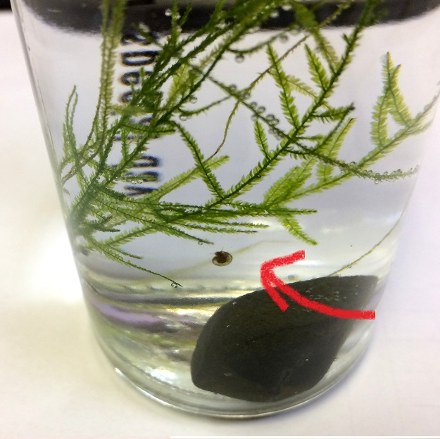 f:id:smaltblue160:20180123194350j:plain