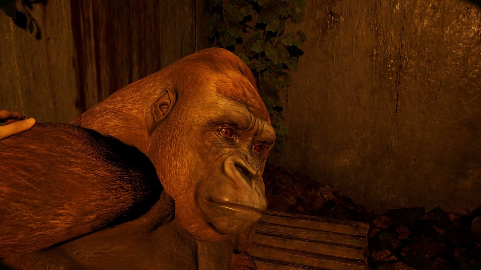 Zoochosis_gorilla