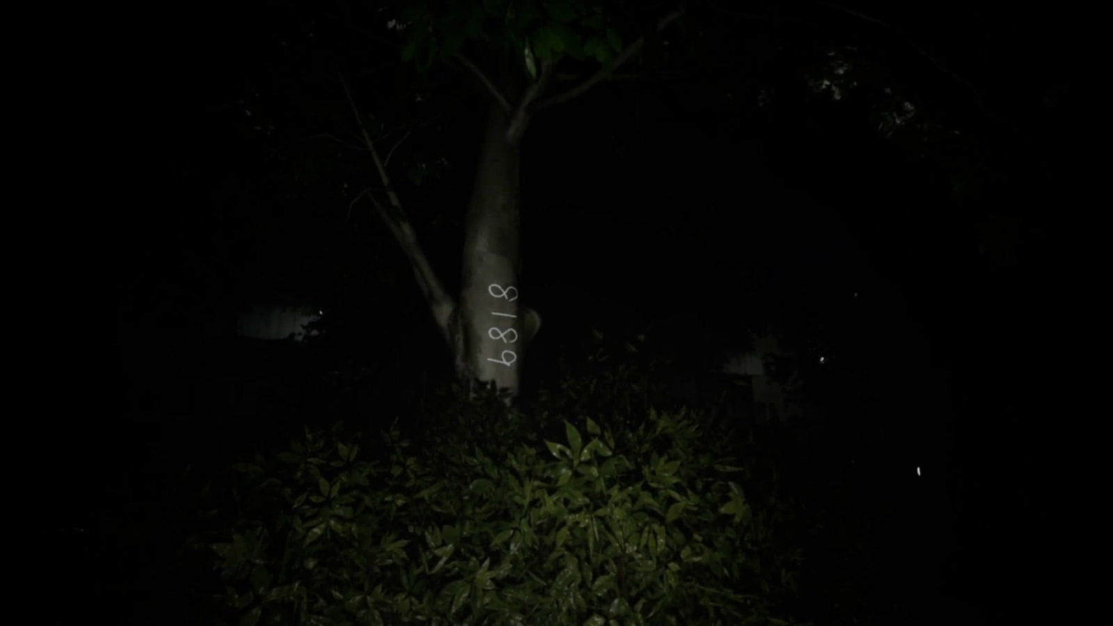 Cursed_Digicam_photo_2_9_1