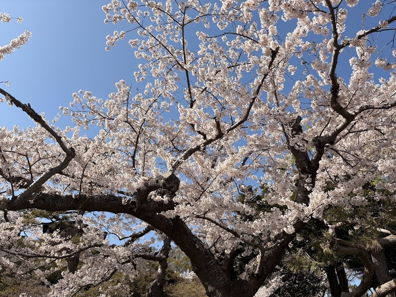 函館公園の桜の写真