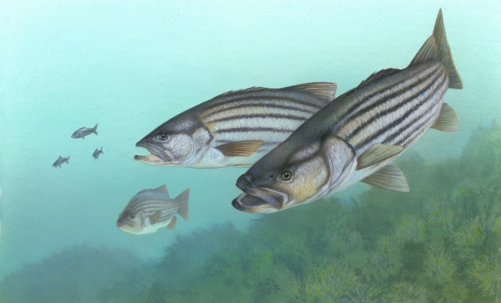 f:id:smartlure:20160921230344j:plain f:id:smartlure:20160921230344j:plain