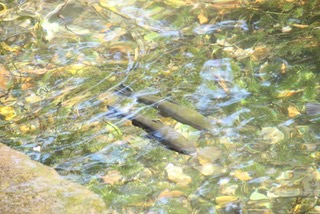 f:id:smartlure:20180223100028j:plain f:id:smartlure:20180223100028j:plain