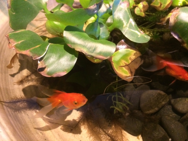 f:id:smartlure:20180319141207j:plain f:id:smartlure:20180319141207j:plain