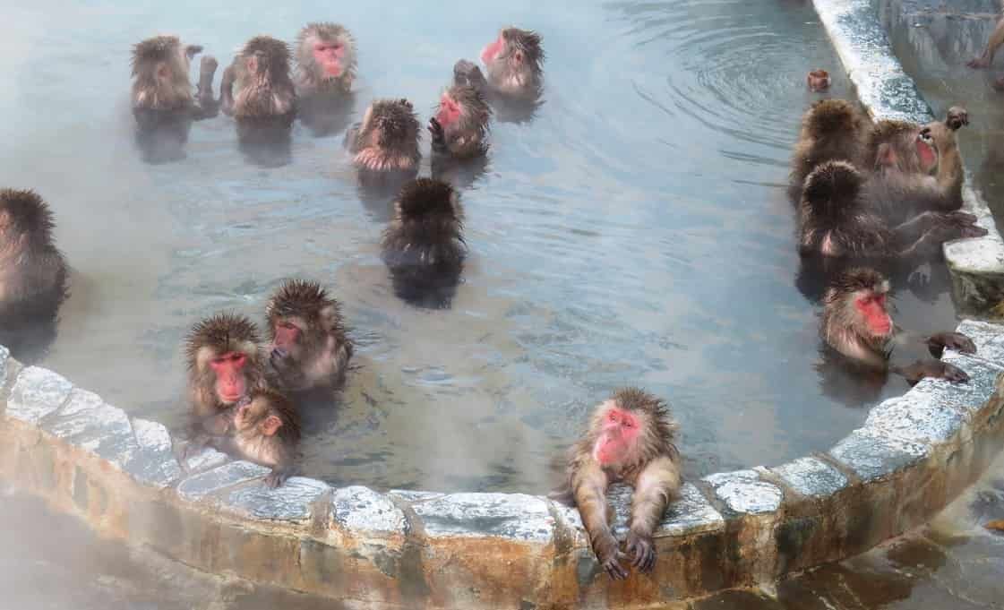 湯の川温泉のサル