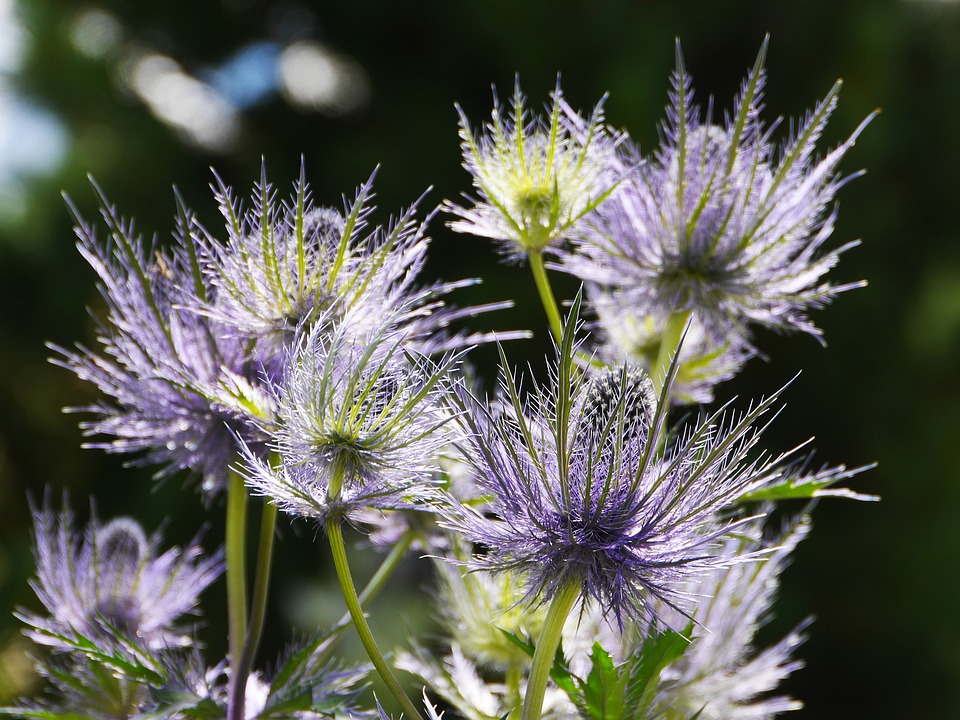 薄紫の小さな花 集合