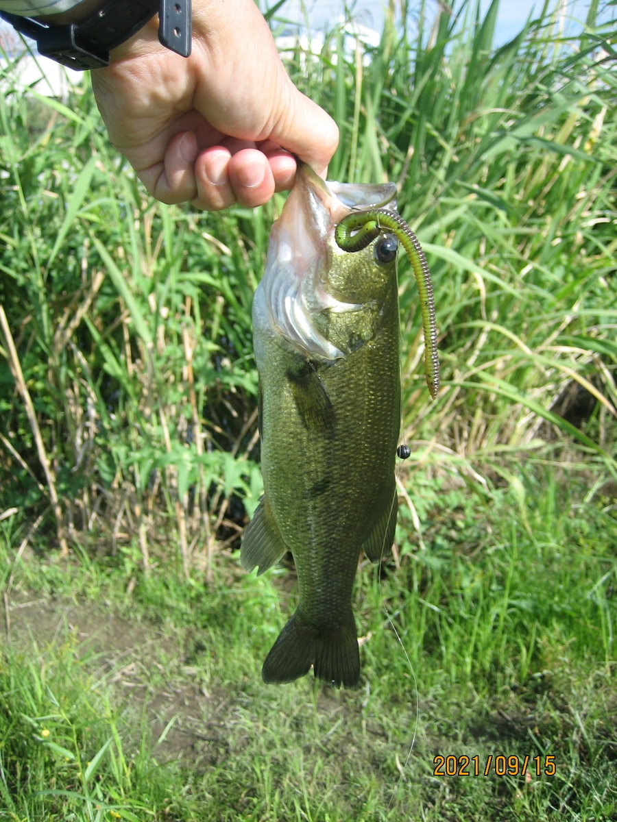 大江川 44cm ランカーバス （ ブラックバス ） 釣りました