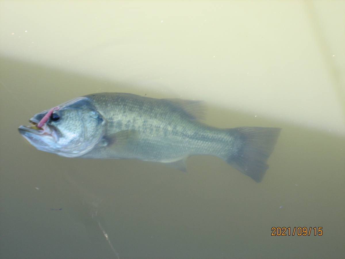 大江川 44cm ランカーバス （ ブラックバス ） 釣りました