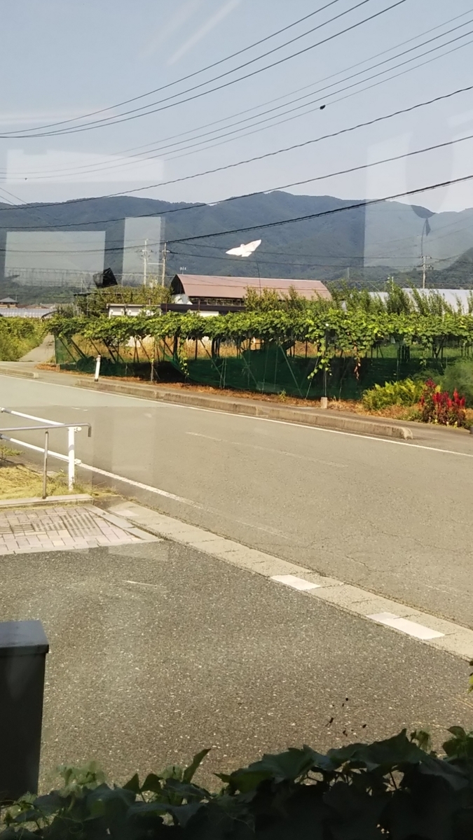 f:id:smile3garden:20190826235049j:plain