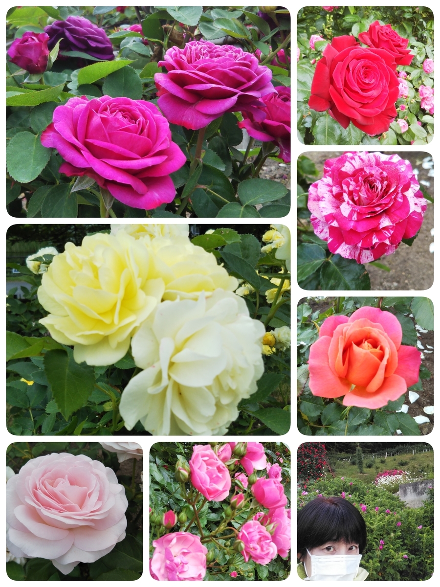 f:id:smile3garden:20200607195639j:plain f:id:smile3garden:20200607195639j:plain